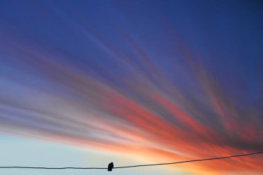 Tel üzerinde bir kuş siluetiyle güzel bir günbatımı. Minimalist fotoğraf. Doğa