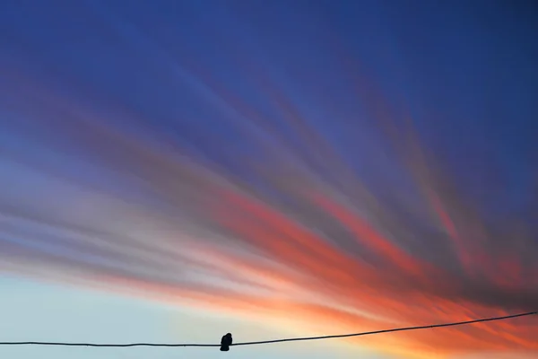 Beautiful sunset with a silhouette of a bird on a wire. Minimalist photo. Nature