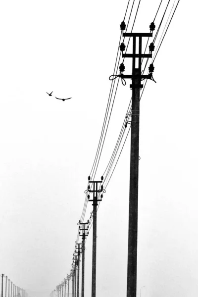 Una Fila Postes Línea Energía Dos Pájaros Voladores Foto Blanco — Foto de Stock