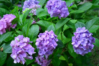 Ortanca çiçek bahçesinde