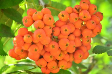 ripe berries of a tree in the garden