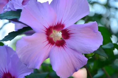 Güzel çiçek yaprakları, bitkiler