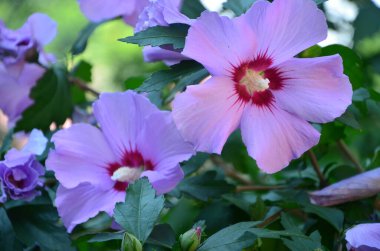 Bahçedeki güzel pembe çiçek