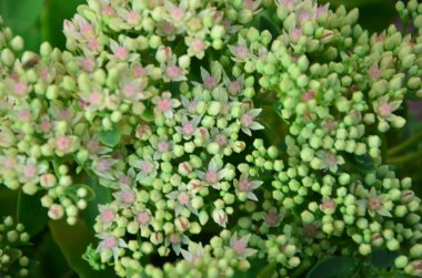 Bahçedeki çiçekler