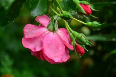 Bahçede güzel pembe bir gül