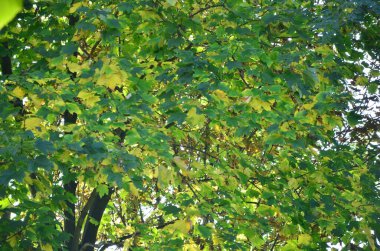 Ormanda sonbahar yaprakları