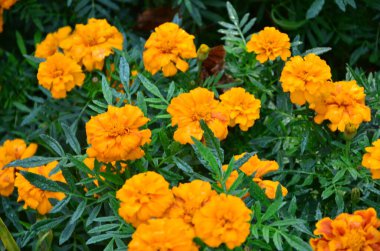 Bahçedeki kadife çiçekleri