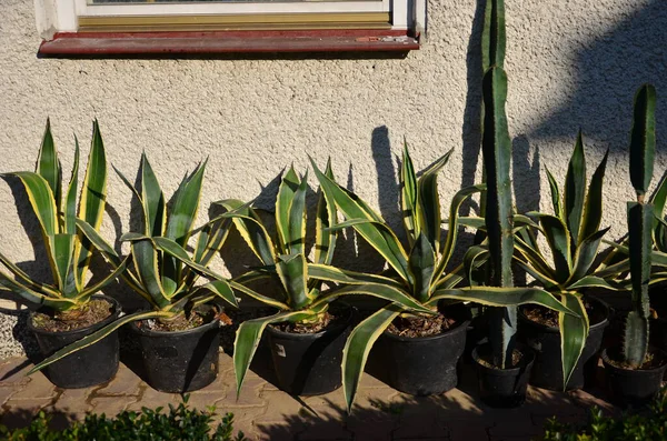 Güneşli bir günde, çiçek saksısında aloe vera bitkilerinin yakın çekimi.