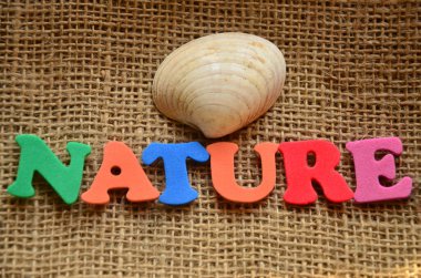 Deniz kabuğunun arka planında 