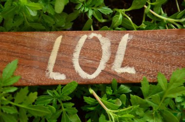 Ağacın yeşil yapraklarının arka planında tahtadan yapılmış bir kelime.