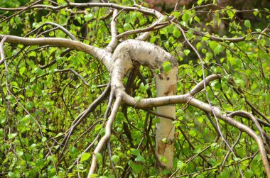 yeşil yapraklar, bitkiler ve yapraklar