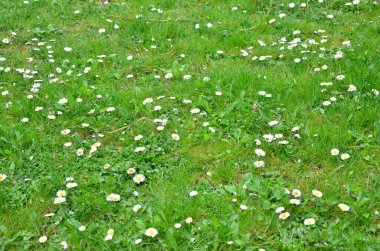 Çiçekli güzel bir çayır.