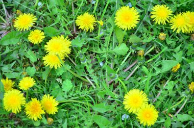 Sarı dandelions yeşil çim