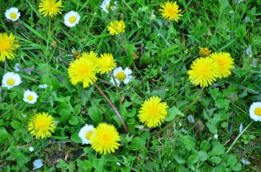 Çimlerde sarı çiçekler