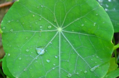 Yeşil yaprakların üzerine su damlası