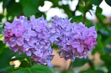 Güzel bir leylak çalısı, güzel çiçekler.