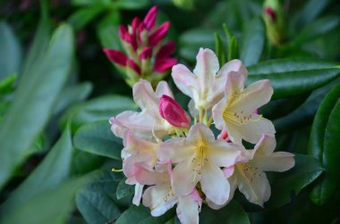 Yeşil arka planda beyaz çiçek, güzel çiçekler.