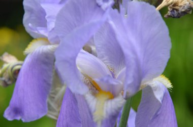 İlkbahar bahçesinde iris