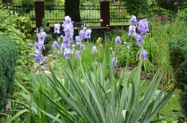Parktaki güzel bahçe çiçekleri. yaz