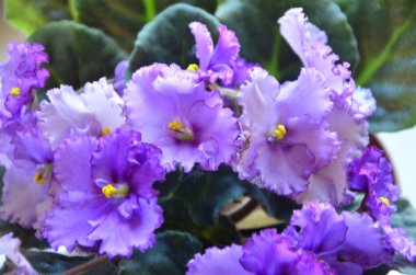 Arka planda güzel çiçekler, kapat