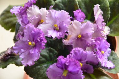 Bahçedeki güzel mor çiçek