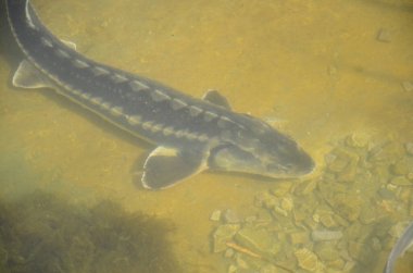 Yüzme havuzunun yakın çekimi.