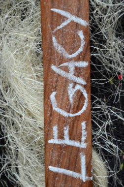 Siyah ahşap arka planda 