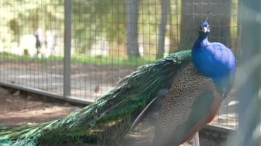 Tavuskuşu içinde belgili tanımlık kafes