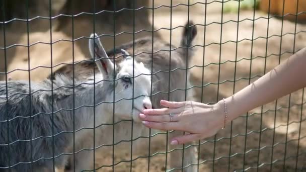 Las cabras en una jaula lamen la mano — Vídeo de stock