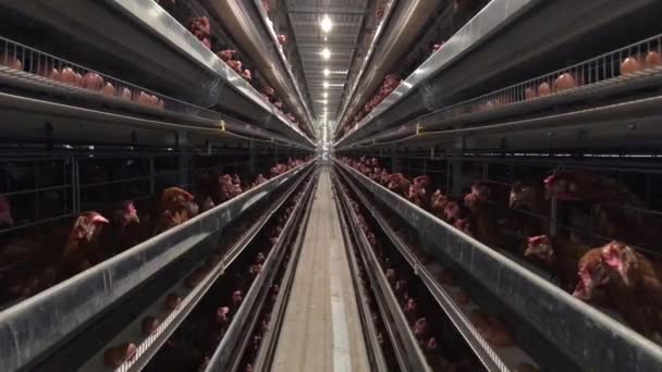 Chicken Farm Poultry Production — Stock Video