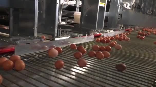 Eggs are rolled on a conveyor belt — Stock Video