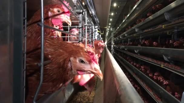 The hen incubates the eggs at the poultry farm — Stock Video