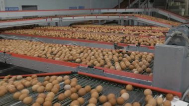 Konveyör üzerinde yumurta