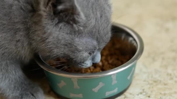 Gatinho britânico comer — Vídeo de Stock