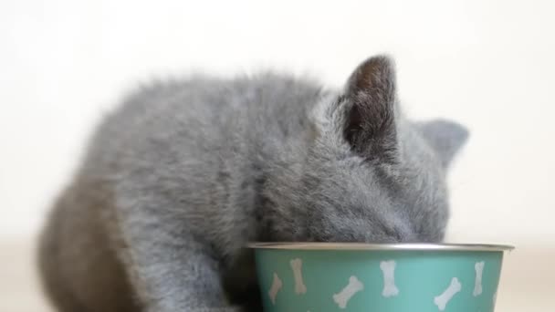 British kitten eating — Stock Video
