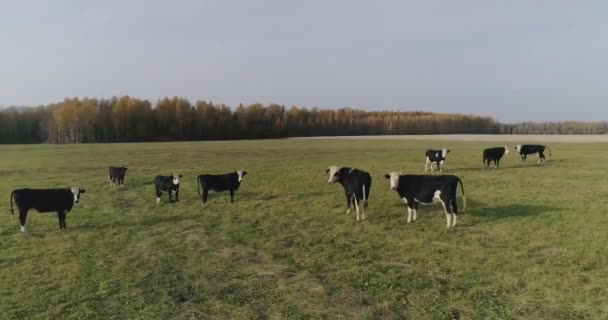 Cows graze on the field — Stock Video