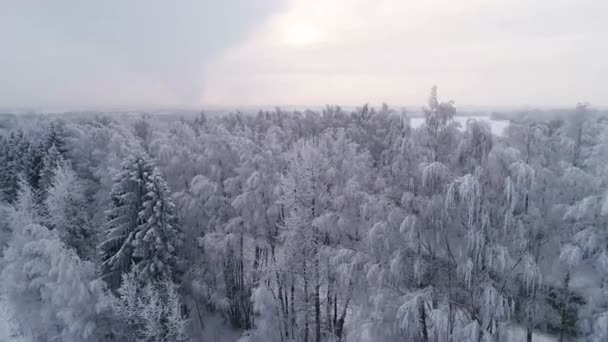 Camino de invierno a través del bosque — Vídeo de stock