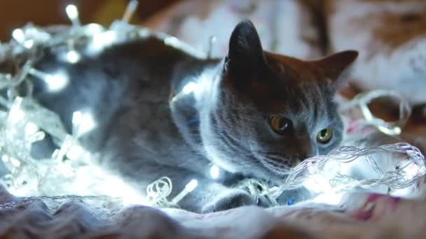 Британская кошка игривая — стоковое видео