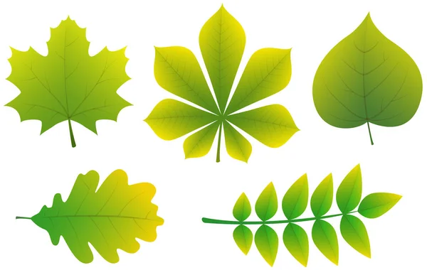 Sammlung Verschiedener Arten Von Blättern Vektor — Stockvektor
