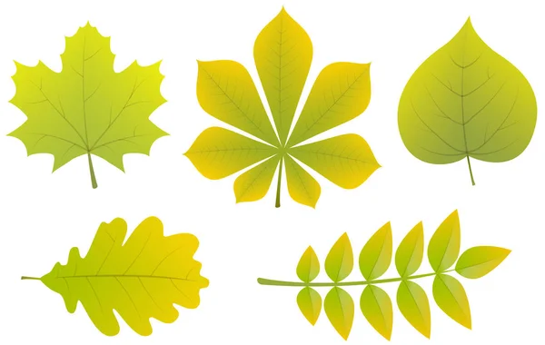 Collection Different Types Leaves Vector — Stock Vector