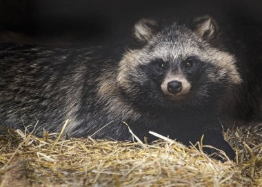 Racoon köpekler tutsak