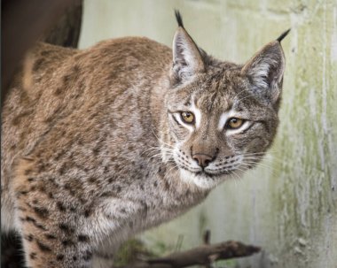 Racoon köpekler tutsak - hayvan sığınak