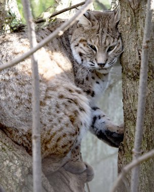 Racoon köpekler tutsak - hayvan sığınak