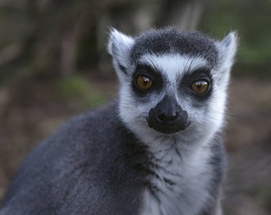 Esaret altında yaşayan halka kuyruklu maki