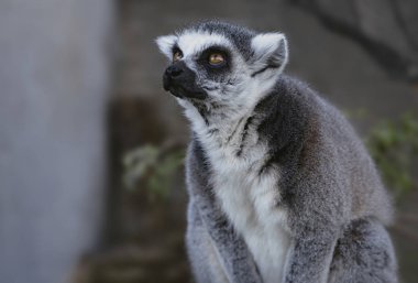 Esaret altında yaşayan halka kuyruklu maki