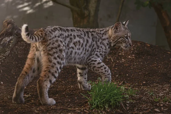 Young Bob Cat Captivity Months Old Wild Cat Shows His — Stock Photo, Image