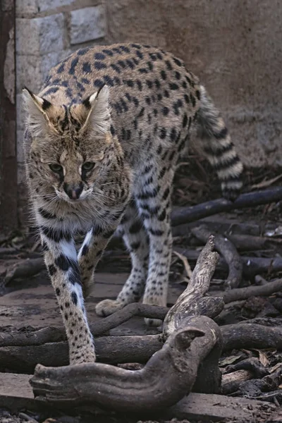 Servire Cattività Stalking — Foto Stock