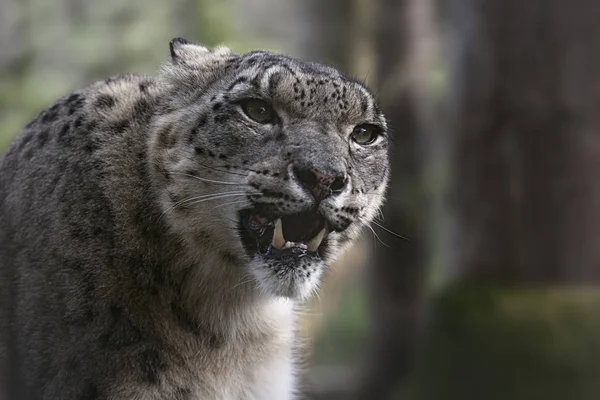 Snow Leopard Captivity Cat Preservation Society Welwyn — Stock Photo, Image