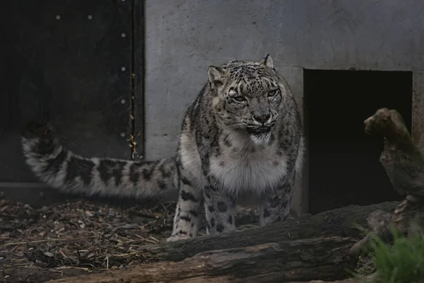 Leopardo Delle Nevi Cattività Cat Preservation Society Welwyn Regno Unito — Foto Stock