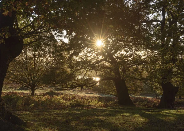 清晨的阳光透过英国郊野公园的树过滤 — 图库照片